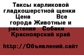 Таксы карликовой гладкошерстной щенки › Цена ­ 20 000 - Все города Животные и растения » Собаки   . Красноярский край